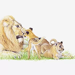Illustration of lion with cubs