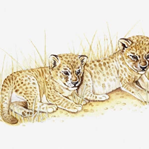Illustration of two lion cubs in dry grass