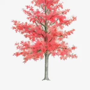 Illustration of Liquidambar (Sweet Gum) tree