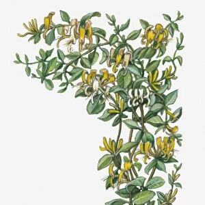 Illustration of Lonicera japonica (Japanese Honeysuckle) with yellow flowers on vine with green leaves