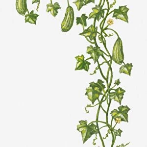 Illustration of Luffa cylindrica (Smooth Loofah) bearing greenfruit and yellow flowers
