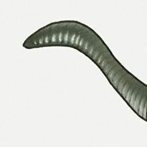 Illustration of Lugworm (Arenicola marina)