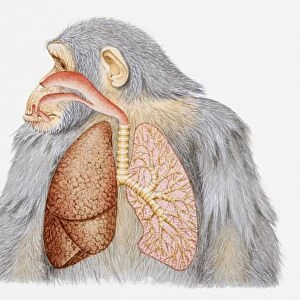 Illustration of lungs and respiratory system of a chimpanzee