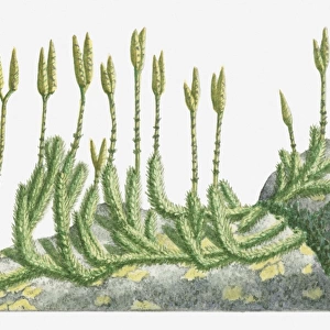 Illustration of Lycopodium clavatum (Wolf s-Foot Clubmoss, Stag s-horn Clubmoss) with upright stems bearing spore cones