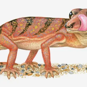 Illustration of Madagascar Ground Gecko (Paroedura pictus) standing with tongue out