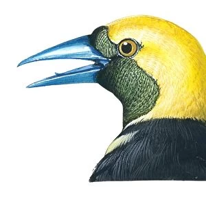 Illustration of male Hooded Oriole (Icterus cucullatus), bird with bright orange-yellow head and nape, black face and throat, and slightly decurved blue beak