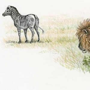 Illustration of male lion stalking zebra on grassland