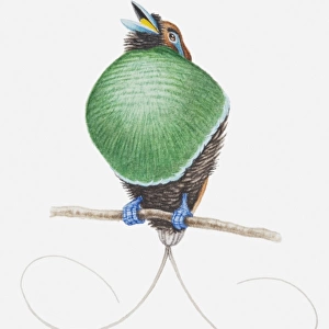 Illustration of a male Magnificent bird of paradise (Cicinnurus magnificus) showing off his curved tail feathers