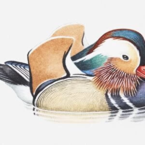 Illustration of a male Mandarin duck (Aix galericulata) in water