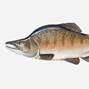 Illustration of male Pacific Pink Salmon (Oncorhynchus gorbuscha) fish