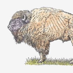 Illustration of male Steppe Bison or Steppe Wisent (Bison priscus) standing on grass