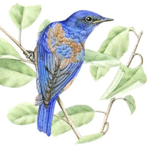 Illustration of male Western Bluebird (Sialia mexicana) perched on narrow stem with green leaves