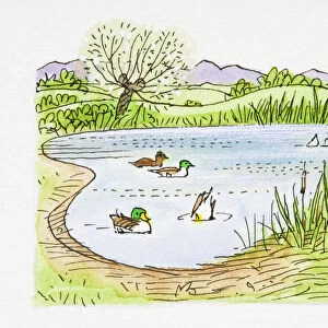Illustration of Mallard (Anas platyrhynchos) ducks swimming and ducking for food in pond and birds flying in sky