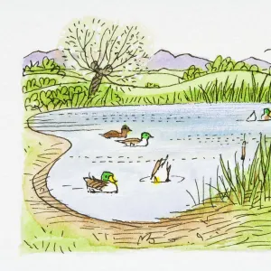 Illustration of Mallard (Anas platyrhynchos) ducks swimming and ducking for food in pond and birds flying in sky