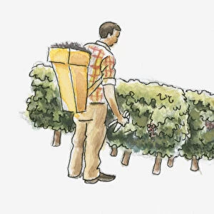 Illustration of man picking grapes in vineyard