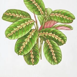 Illustration, Maranta leuconeura Erythroneura, Herringbone Plant, oblong green leaves veined with red