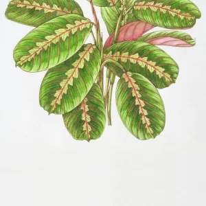 Illustration, Maranta leuconeura Erythroneura, Herringbone Plant, oblong green leaves veined with red