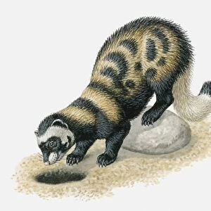Illustration of Marbled Polecat (Vormela peregusna) looking in burrow