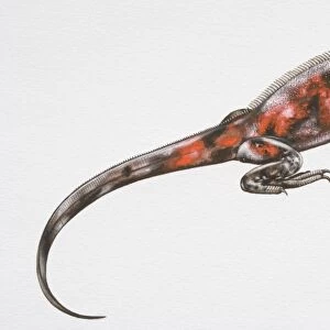 Illustration, Marine Iguana (amblyrhynchus cristatus), side view