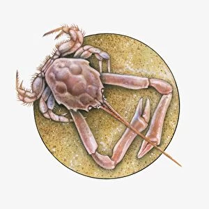 Illustration of Masked Crab (Corystes cassivelaunus) on sand