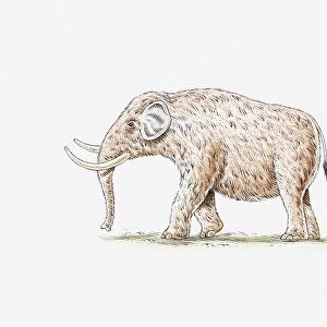 Illustration of Mastodon (Mammut)