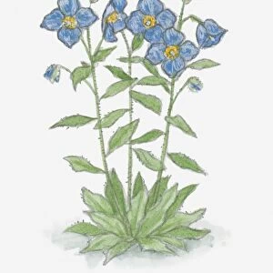 Illustration of Meconopsis (Blue Poppy) with blue flowers and green leaves on long stems