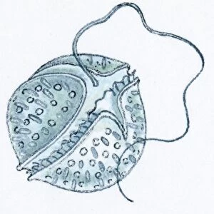 Illustration of microscopic poisonous plankton