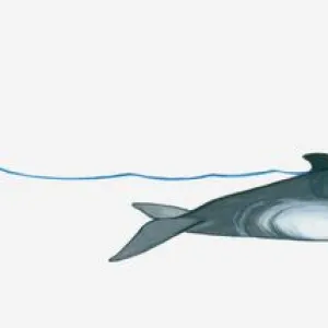 Illustration of Minke Whale (Balaenoptera) using blowhole on surface of water