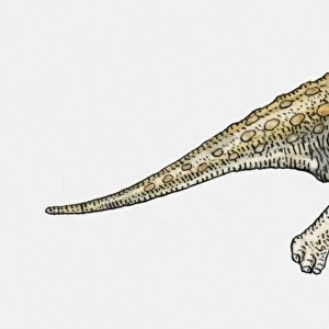 Illustration of Minmi ankylosaurian dinosaur