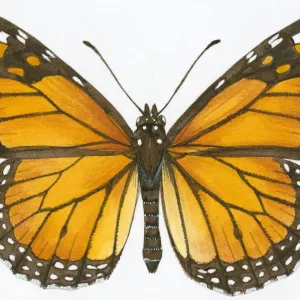 Monarch Butterfly Print