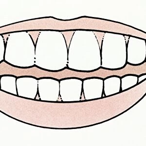 Illustration of mouth showing healthy set of teeth