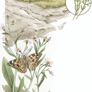 Illustration of mud and grass marsh with close up of Painted Lady (Vanessa cardui) butterfly feeding on Sea aster flowers and inset of glasswort