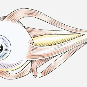 Illustration of muscles attached to human eye