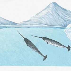 Illustration of Narwhals (Monodon monoceros) in freezing waters of the high Arctic very close to the North Pole