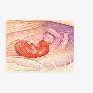 Illustration of newborn marsupial in mothers pouch near nipple