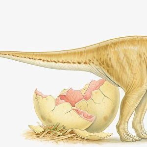 Illustration of newly hatched dinosaur and broken egg shell