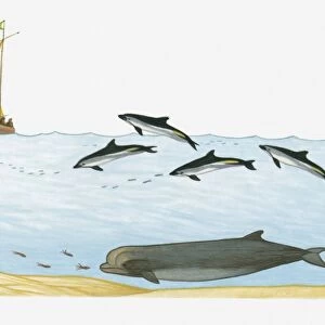 Illustration of Northern Bottlenose Whale swimming deep underwater, and Atlantic White-sided Dolphins diving closer to the surface with ship in background