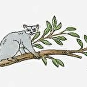 Illustration of Northern Greater Galago (Otolemur Garnettii) climbing through branches of jungle tre