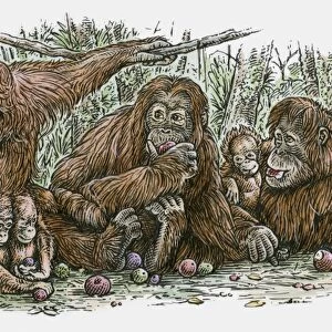 Illustration of Orang-utan family feeding on fruit
