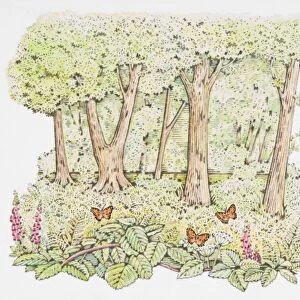 Illustration of orange butterflies perching on flowers on forest floor