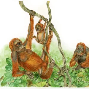 Orangutan Family Tree Print