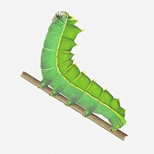 Illustration of Orizaba Silkmoth (Rothschildia orizaba) caterpillar on stem