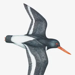 Illustration of an Oystercatcher (Haematopus sp. ) in flight