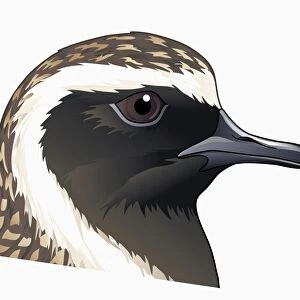 Illustration of Pacific Golden Plover (Pluvialis fulva), head profile