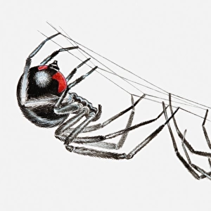 Illustration of pair of Black widow spiders (Latrodectus sp. ), larger female and smaller male, hanging upside down from a spider web in courtship ritual