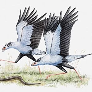 Illustration of a pair of Secretary birds (Sagittarius serpentarius) attacking a snake