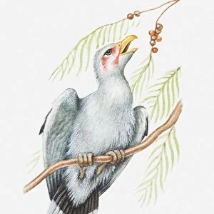 Illustration of a Palm nut vulture (Gypohierax angolensis) feeding on nuts of oil palm