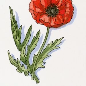 Illustration of Papaver rhoeas (Poppy)