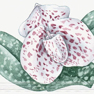 Illustration of Paphiopediulum bellatulum (Ladys Slipper) orchid with pink spotted white flower and white spotted green leaves