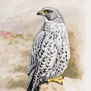 Illustration of Peregrine Falcon (Falco peregrinus) perching on rock